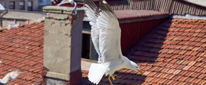 Residential Chimney Animal Removal Solution in Novi, MI